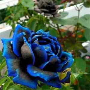 10 RARE ROSE SEEDS perennial flower garden bush plant tea USA SELLER W/TRACK