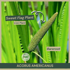 Bareroot | Acorus americanus | Sweet Flag Plant | Live Plant | Medicinal Uses