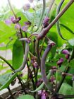 Royal Burgundy Bush Green Bean Seeds,  NON-GMO, Stringless, FREE SHIPPING