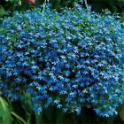 Lobelia- Blue Carpet-   100 Seeds - BOGO 50% off SALE