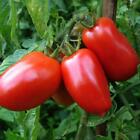 San Marzano Tomato Seeds, NON-GMO, Italian Pasting, Determinate, FREE SHIPPING