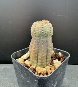 Euphorbia obesa - Rare Succulent Well Rooted Plant - 2