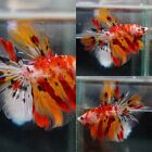 Live Tropical Betta Fish -- Candy Koi | Halfmoon Male