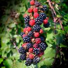Blackberry (100 seeds) fresh this season's harvest from my garden {RARE&EXOTIC}