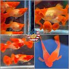 1 TRIO - Live Aquarium Guppy Fish High Quality - Albino Red Koi Ears -