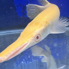 LIVE TROPICAL Fish- golden Albino  alligator gar fish 13-14 Inch