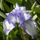 Lot of 2 Shades of Blue Irises--  WOW!  GORGEOUS!  & CHEAP!!!