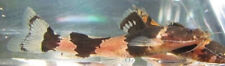 3 Bumble Bee Catfish Peaceful Community Live Freshwater Aquarium Fish