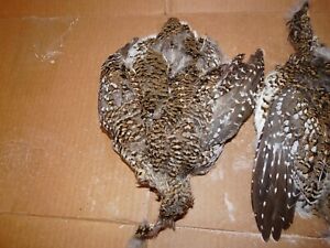 1 NUMBER 2 SHARP TAIL GROUSE COMPLETE SKIN  dried cured Fly Tying CRAFT SHARPE