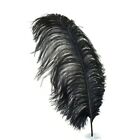 OSTRICH PLUMES 8