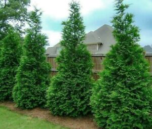 Murray Cypress Tree - Live Potted Plant - 6-12