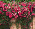 20 SEEDS for Red Pink RARE CLIMBER climbing Rose flower exotic plant USA Seller