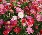 SHIRLEY POPPY DOUBLE MIXED COLORS Papaver Rhoeas - 50,000 Bulk Seeds