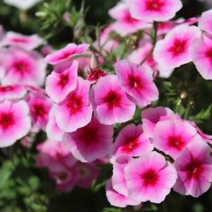 Brilliant Phlox Seeds | Free Shipping | Flower Seeds | Seed Store | 1238