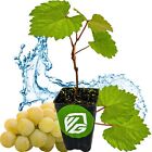 Blanc du Bois Grape - Vitis labrusca - Live Plant