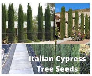 Italian Cypress Tree Seeds, For Hedges, Borders, Privacy,  115 Tree Seeds
