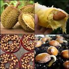 Durian Seeds Durio zibethinus  Germinated sprouted 05 Seeds Freeshipping Ceylon
