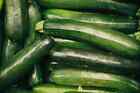 Organic Zucchini Seeds, Summer Squash, Heirloom, FRESH stock