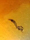snakefly larva in mineral Burmite Myanmar Burma Amber insect fossil dinosaur age