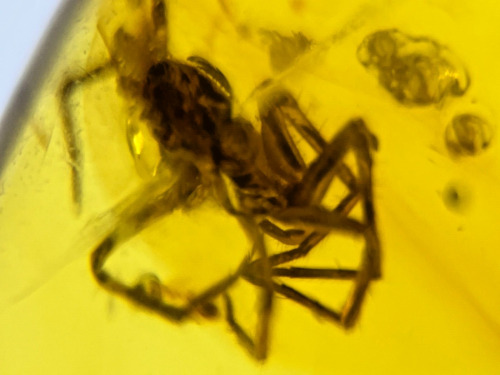 New ListingA101 BU583 Nice Spider in Burmese Amber Burmite 99mya