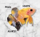 Live Betta Fish High Quality  HMPK Male Multicolor USA AV#27