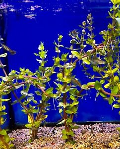 Bacopa-LIVE Aquarium Plants-Easy Grow-3 Bunches