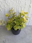 Callisia Repens 'Gold' Wandering Jew Plant Rooted in 2.5