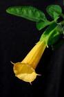 Brugmansia sanguinea 'Aurea'  | 5 Seeds