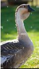 4 Fertile African Geese/Goose Hatching Eggs
