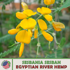 40 Egyptian River Hemp Seeds, Sesbania sesban, Edible, Medicinal, Genuine USA