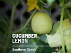 Cucumber, Lemon - 30 Seeds - Heirloom - GMO Free (Cucumis sativus)