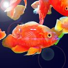 LIVE LARGE ALBINO FULL RED OSCA - TOP QUALITY - USA TOP REPUTABLE SELLER