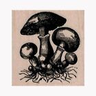 Mounted Rubber Stamp, Mushroom, Fungi, Woods, Fairies, Gnomes, Wild Mushroom