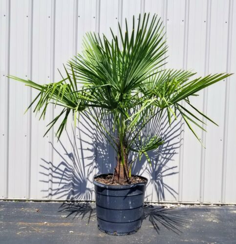 Windmill Palm Tree, 15 Gallon
