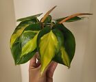 Philodendron Brasil 5 Unrooted/rooted Cuttings Live House Plant FREE Shipping