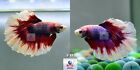 Betta Fish B11 Male Fancy Red Lavender Butterfly HM Premium Grade from Thailand