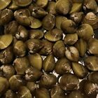 3 to 500 Live Freshwater Clams for Aquarium or Koi Pond Water Filter Wild Caught