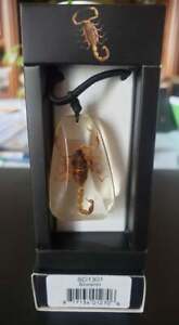 Scorpion Necklace Real Insect Entomology Bug Taxidermy Resin MB99 SD1301