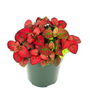 Hypoestes Red Splash Live Potted House Plants Air Purifying, 2