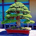 Japanese Red Cedar Tree Seeds (Cryptomeria japonica) Sugi Evergreen or Bonsai