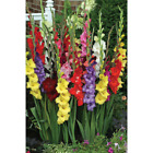Mixed Gladiolus Flower Bulbs Pack of 15 Bulbs Variety of Colors