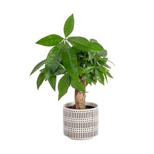 Costa Farms Live Money Tree, Easy Care Indoor Plant, Mini Bonsai in Terracott...