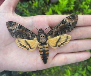 2 Real Taxidermy Moth Bugs Insects Collection Preserved Entomology Gift