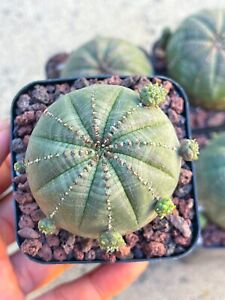 Euphorbia Obesa | Baseball Cactus, Live Cactus
