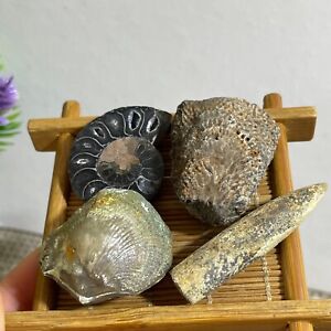 4pcs 71g Natural combination of multiple fossil specimens b2326