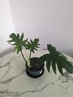 Philodendron Radiatum Live Potted Plant