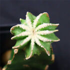 1pcs Aztekium hintonii Cactaceae rare cactus cacti Succulent 201