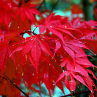 10 Red Japanese Maple Tree Seeds Palmatum atropurpureum Cold Hardy Bonsai Plant