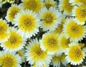 TIDY TIPS FLOWER 100 FRESH SEEDS FREE SHIPPING