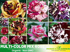 30+ Seeds| Muti- color Mix Flower  Perennial Rose Seeds #1060